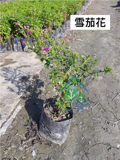雪茄花