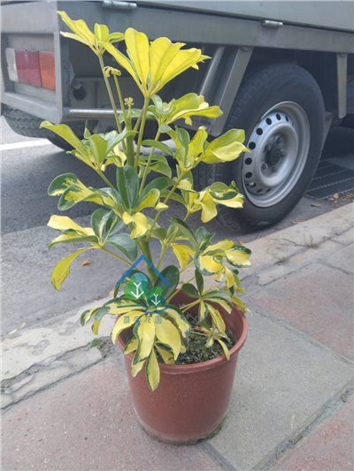 斑葉鵝掌藤