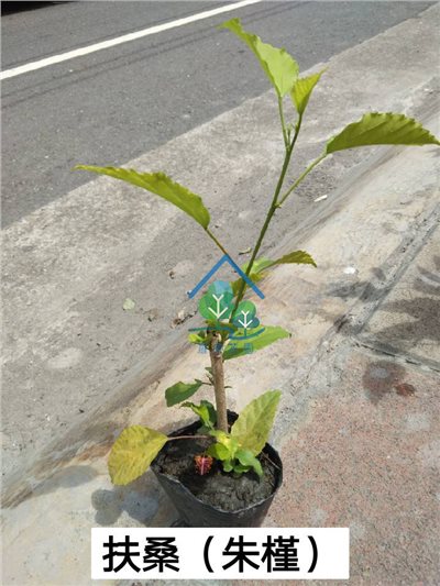朱槿(扶桑)