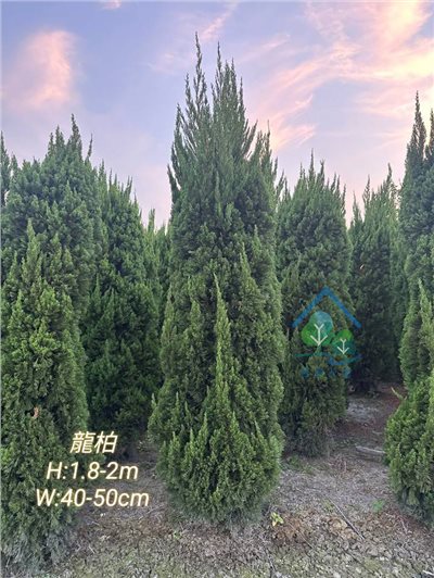 龍柏