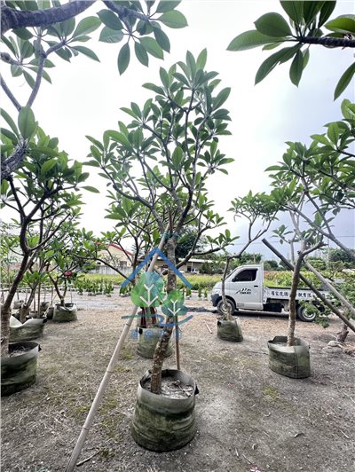 緬梔(雞蛋花)