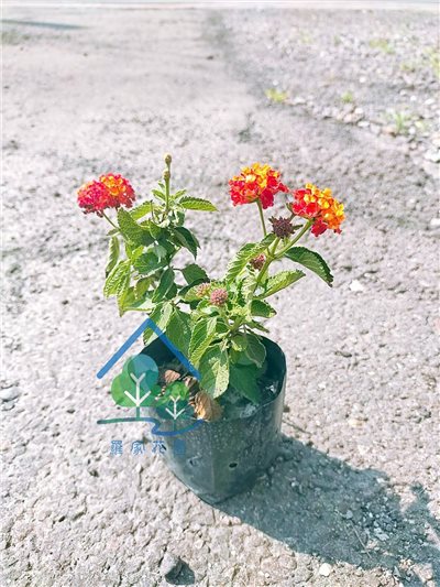 馬櫻丹