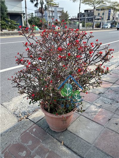 無刺麒麟花