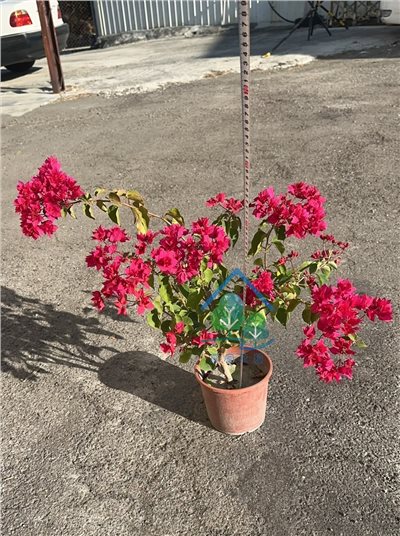 九重葛