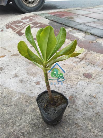 草海桐