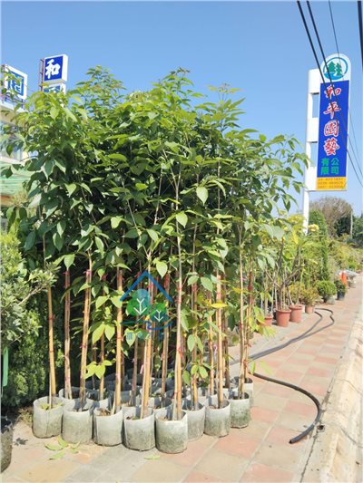 紅花風鈴木