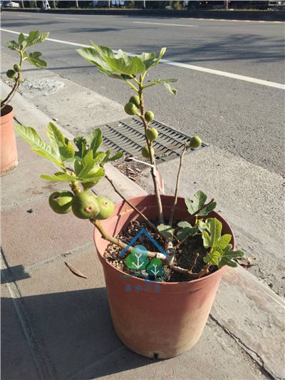 無花果