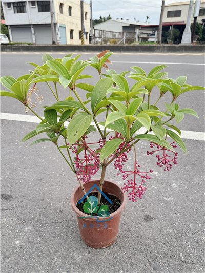 野牡丹藤