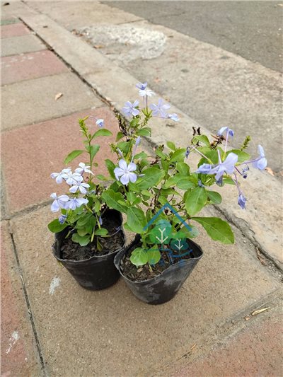 藍雪花