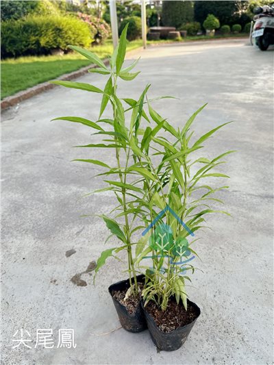 尖尾鳳