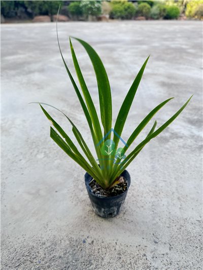 台灣鳶尾