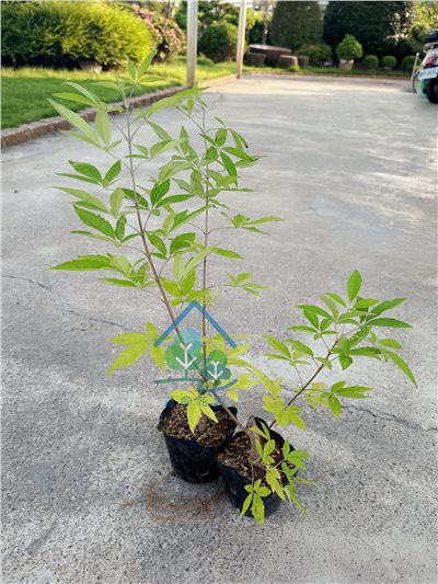 黃荆
