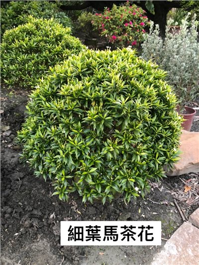 球型細葉馬茶花